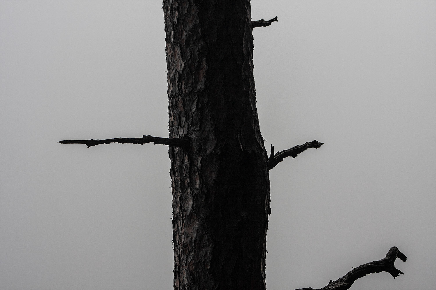 Baum mit Nebel im Hintergrund
