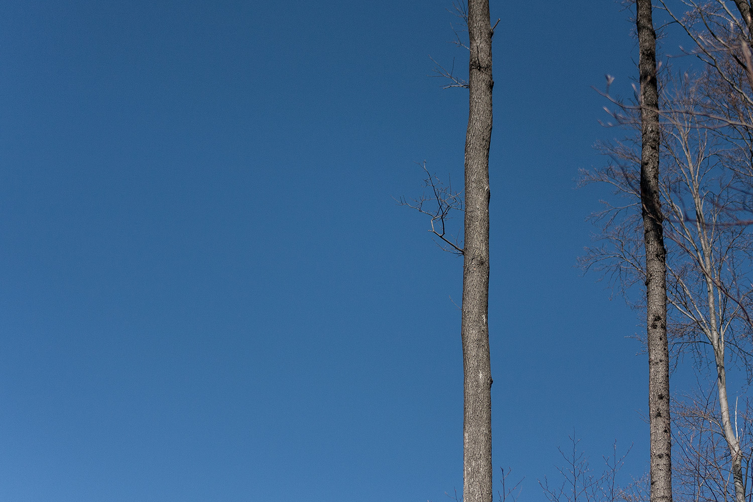 Baum mit blauem Himmel